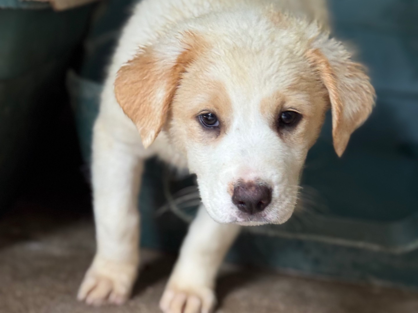 Adotta un cane, taglia grande, femmina, Salerno