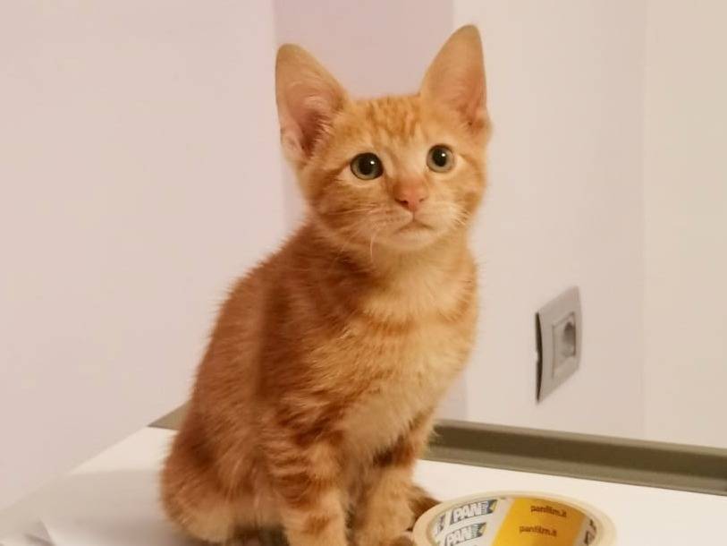 Adotta un gatto, maschio, 2 mesi, Cremona