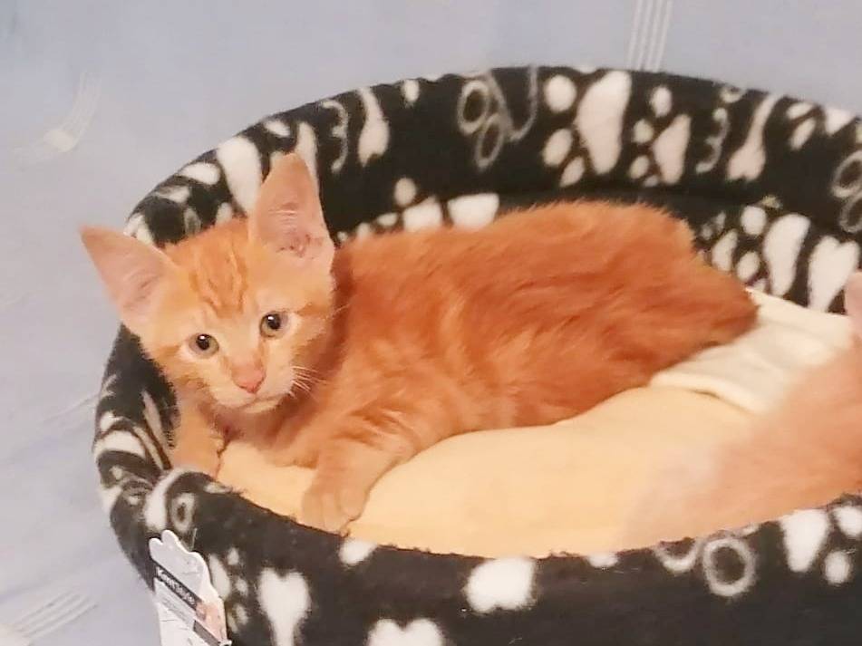 Adotta un gatto, taglia non valida, maschio, Cremona