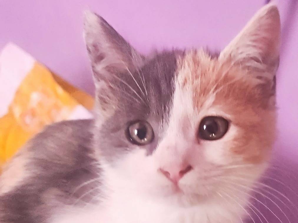 Adozione gatto, femmina, Razza sconosciuta Razza sconosciuta, 2 mesi, taglia non valida, Cremona