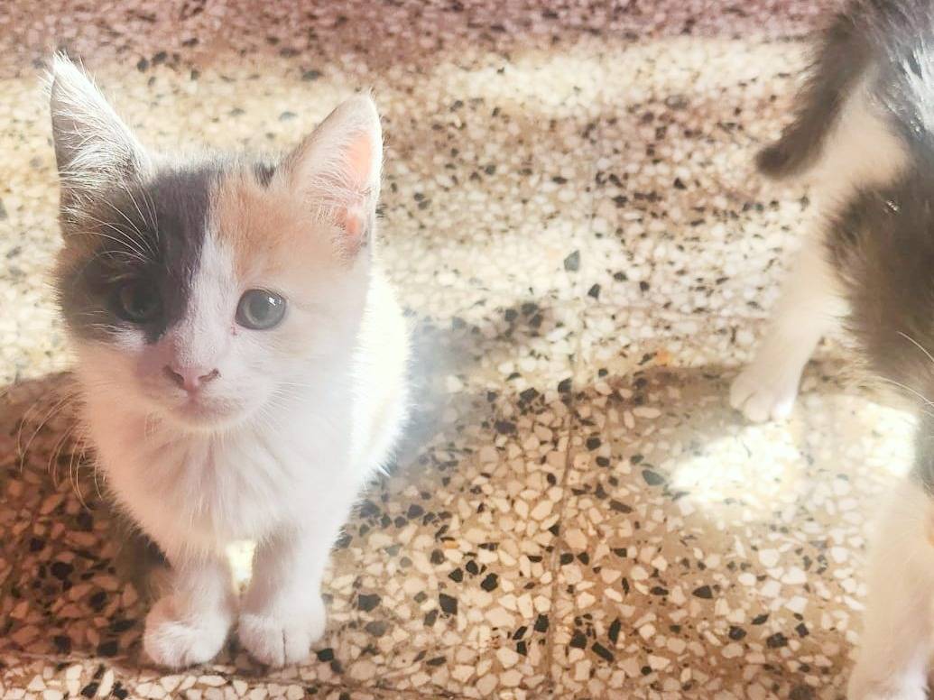 Adotta un gatto, femmina, 2 mesi, Cremona