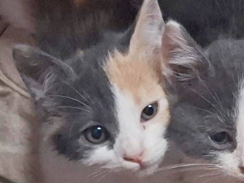 Adotta un gatto, taglia non valida, femmina, Cremona