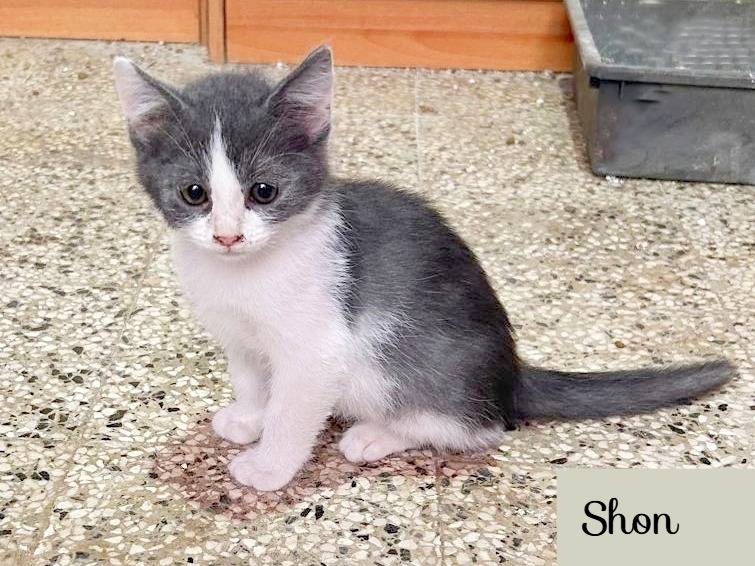 Adozione gatto, maschio, Razza sconosciuta Razza sconosciuta, 2 mesi, taglia non valida, Cremona