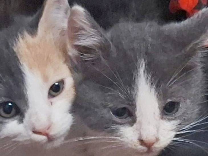 Adotta un gatto, maschio, 2 mesi, Cremona