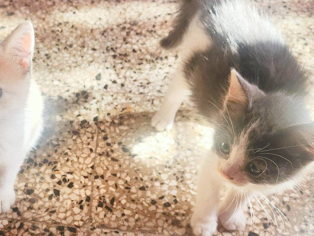 Adotta un gatto, taglia non valida, maschio, Cremona