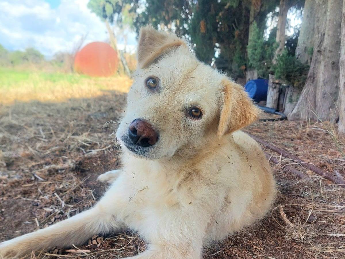 Adozione cane, maschio, Razza sconosciuta Razza sconosciuta, 9 mesi, taglia media, Cosenza