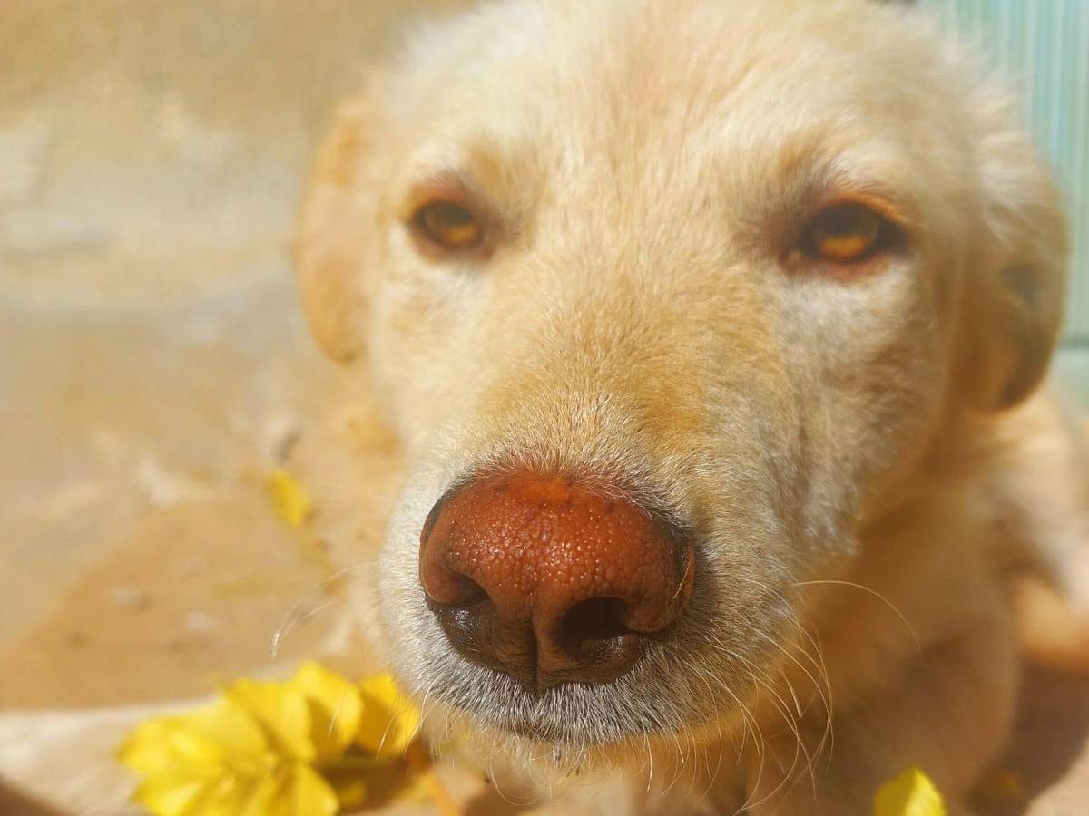 Adotta un cane, taglia media, maschio, Cosenza