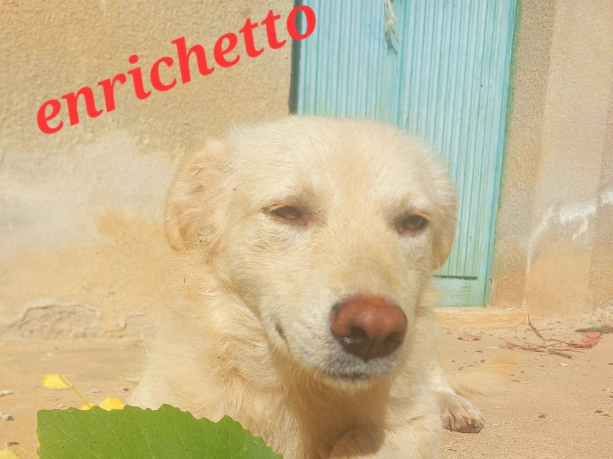 Vuoi adottare un cane a Cosenza?