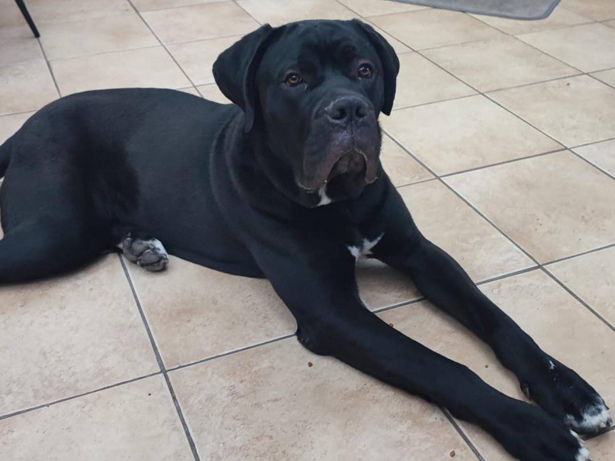 Adozione cane, maschio, Corso Razza sconosciuta, 8 mesi, taglia gigante, Bergamo