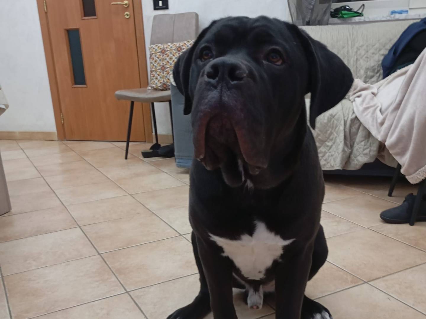 Adotta un cane, maschio, 8 mesi, Bergamo