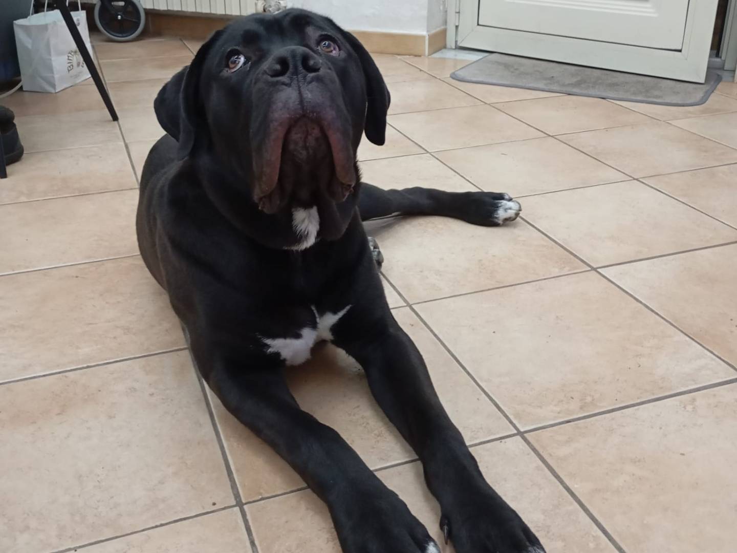 Adotta un cane, taglia gigante, maschio, Bergamo