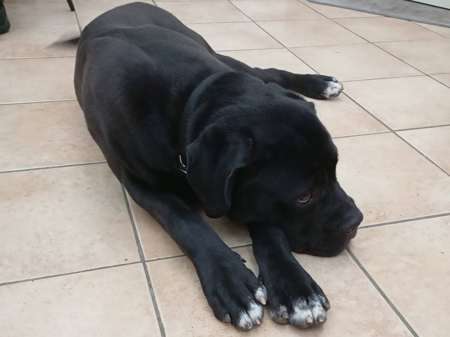 Vuoi adottare un cane a Bergamo?