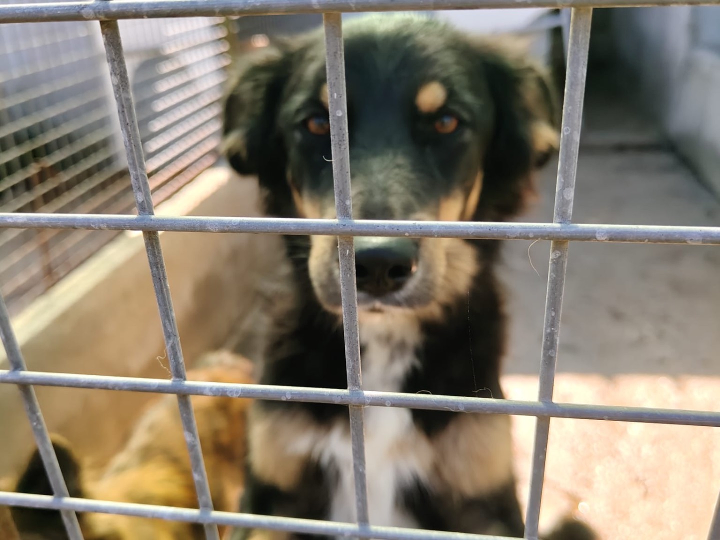 Adotta un cane, maschio, 1 anno e 5 mesi, Vibo