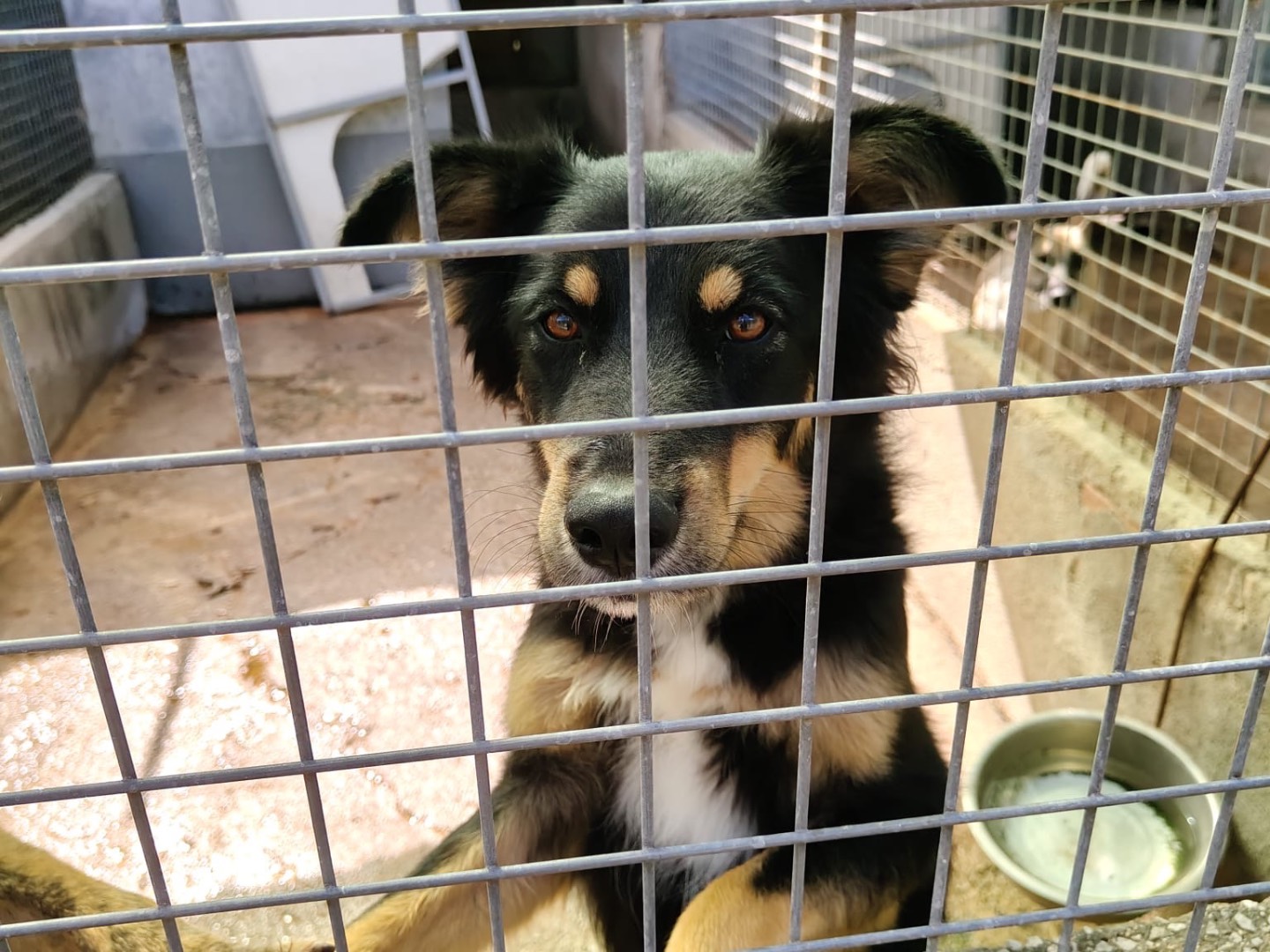 Adotta un cane, taglia media, maschio, Vibo