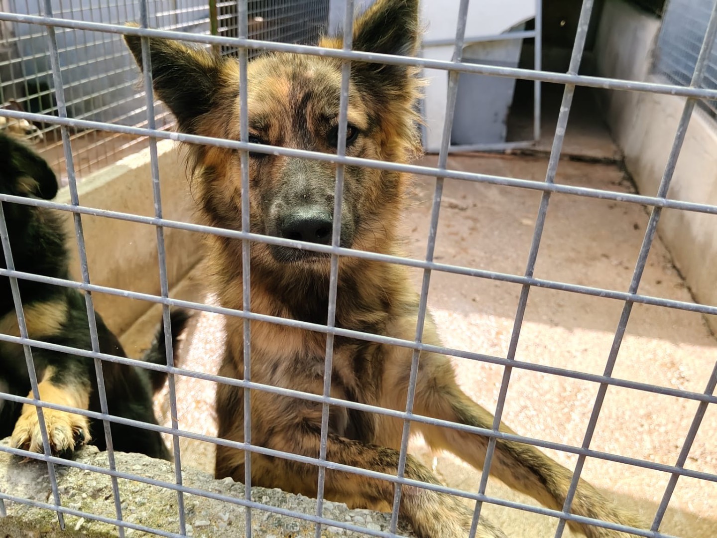 Vuoi adottare un cane a Vibo?