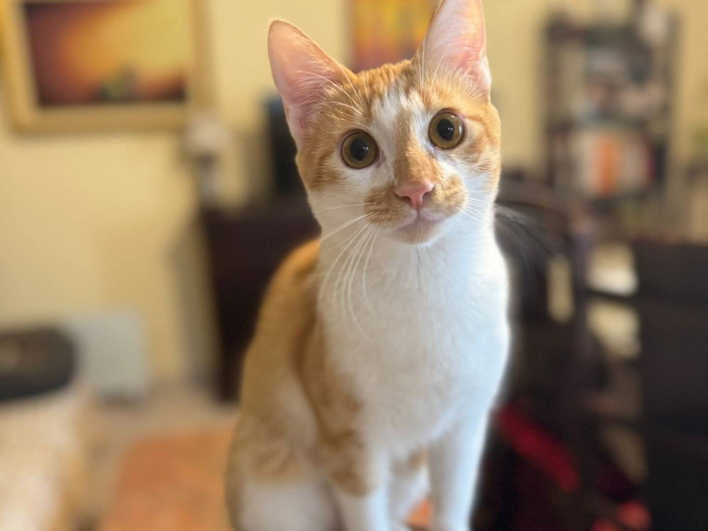 Adozione gatto, maschio, Razza sconosciuta Razza sconosciuta, 6 mesi, taglia non valida, Caserta