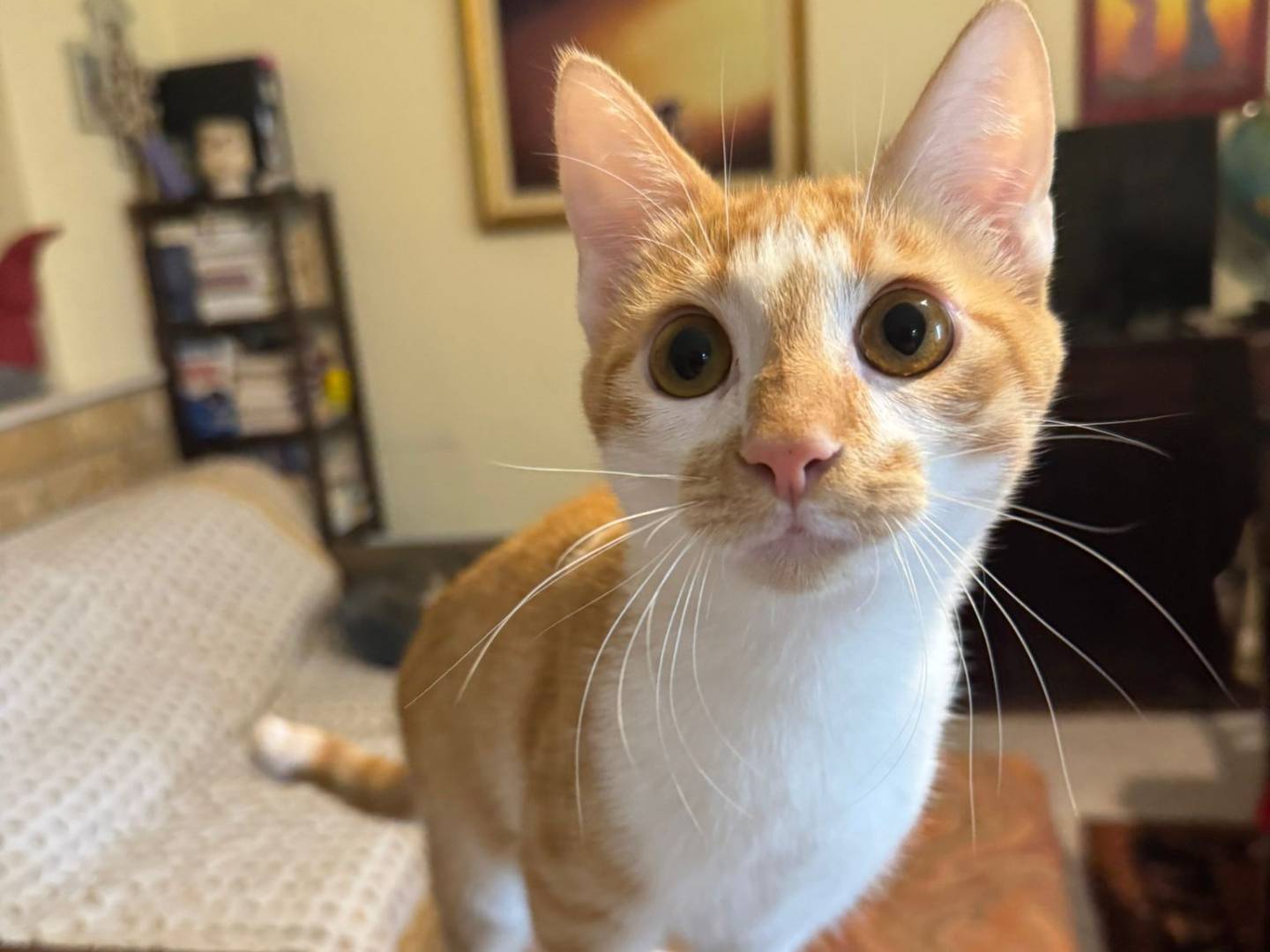 Adotta un gatto, maschio, 6 mesi, Caserta