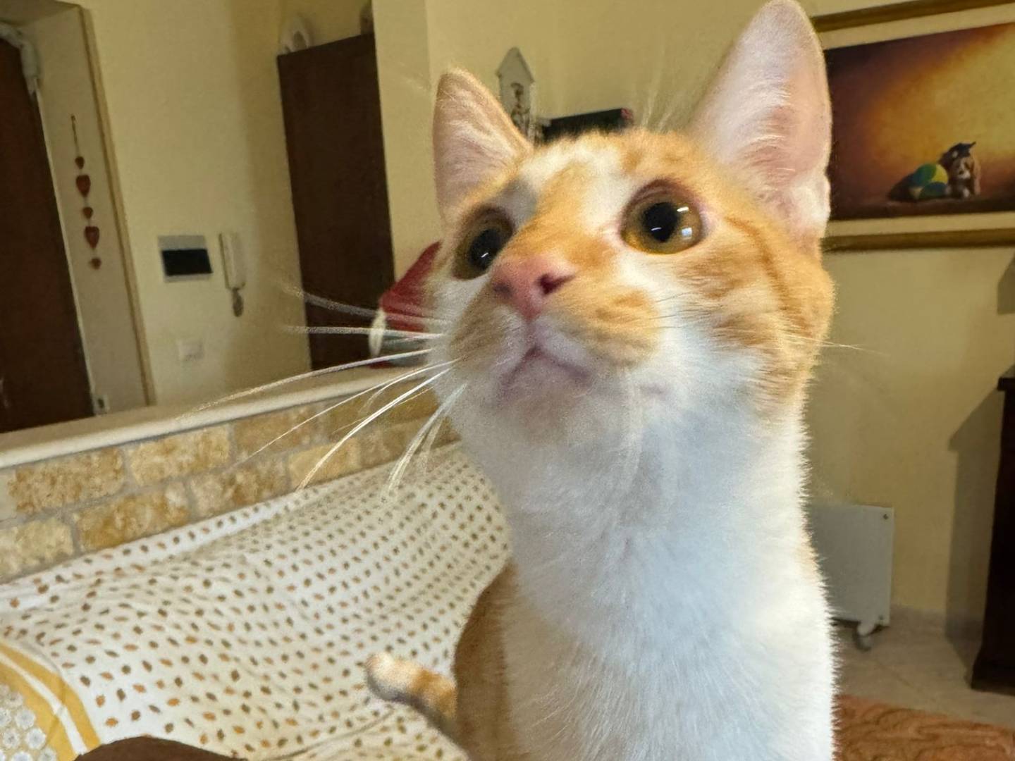 Adotta un gatto, taglia non valida, maschio, Caserta