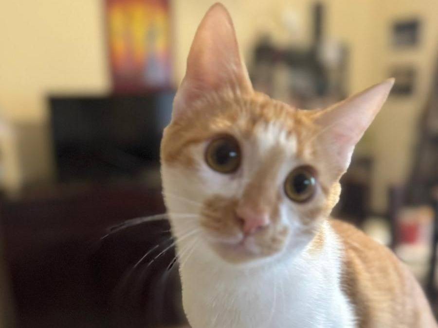 Vuoi adottare un gatto a Caserta?