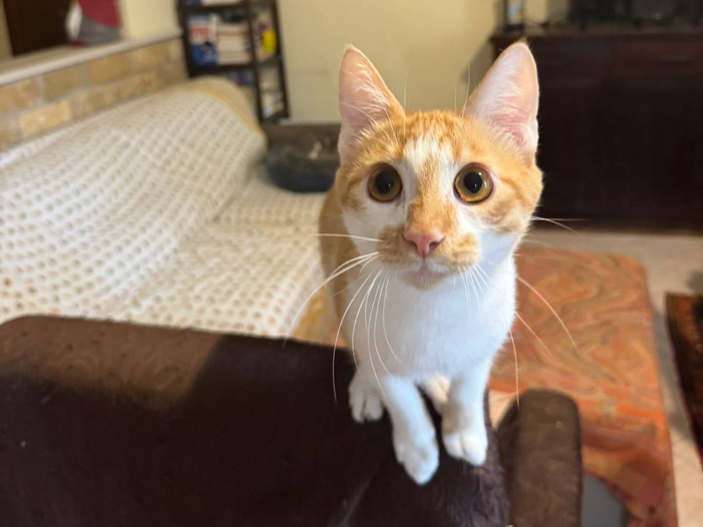 Adotta il gatto LUCIO a Caserta