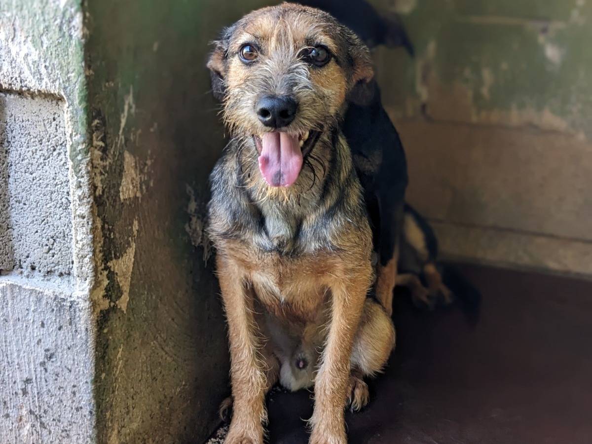 Adozione cane, maschio, Razza sconosciuta Razza sconosciuta, 10 mesi, taglia media contenuta, Caserta