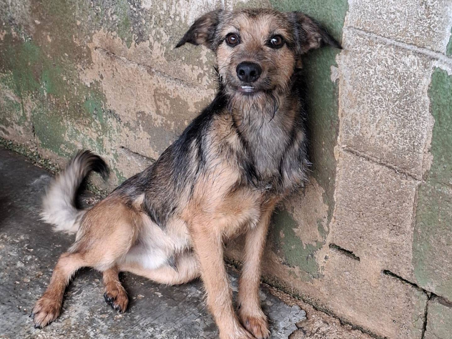 Adotta un cane, maschio, 10 mesi, Caserta