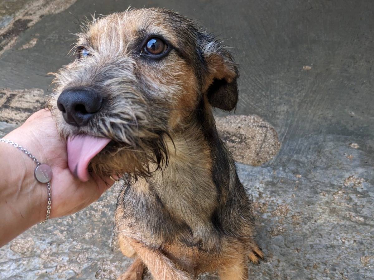 Vuoi adottare un cane a Caserta?