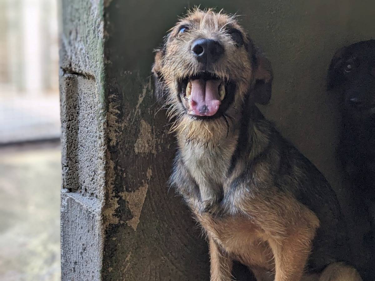 Adotta il cane BLUES a Caserta