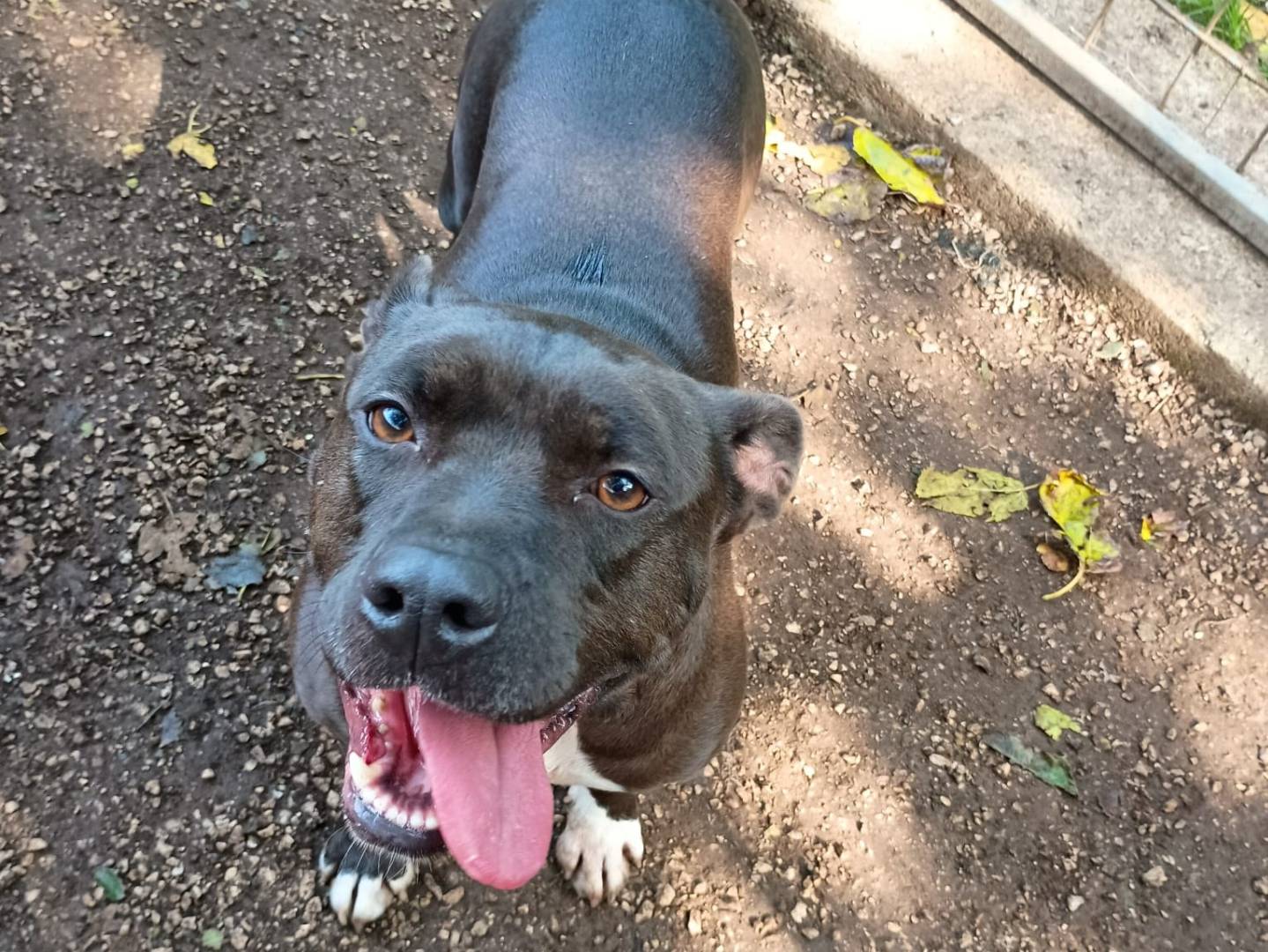 Adozione cane, femmina, Pitbull American Staffordshire Terrier, 5 anni e 8 mesi, taglia media, Caserta