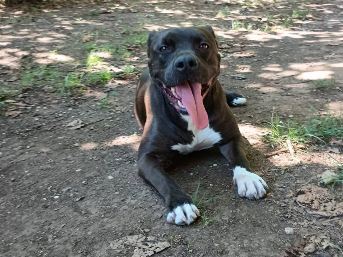 Adotta un cane, femmina, 5 anni e 8 mesi, Caserta