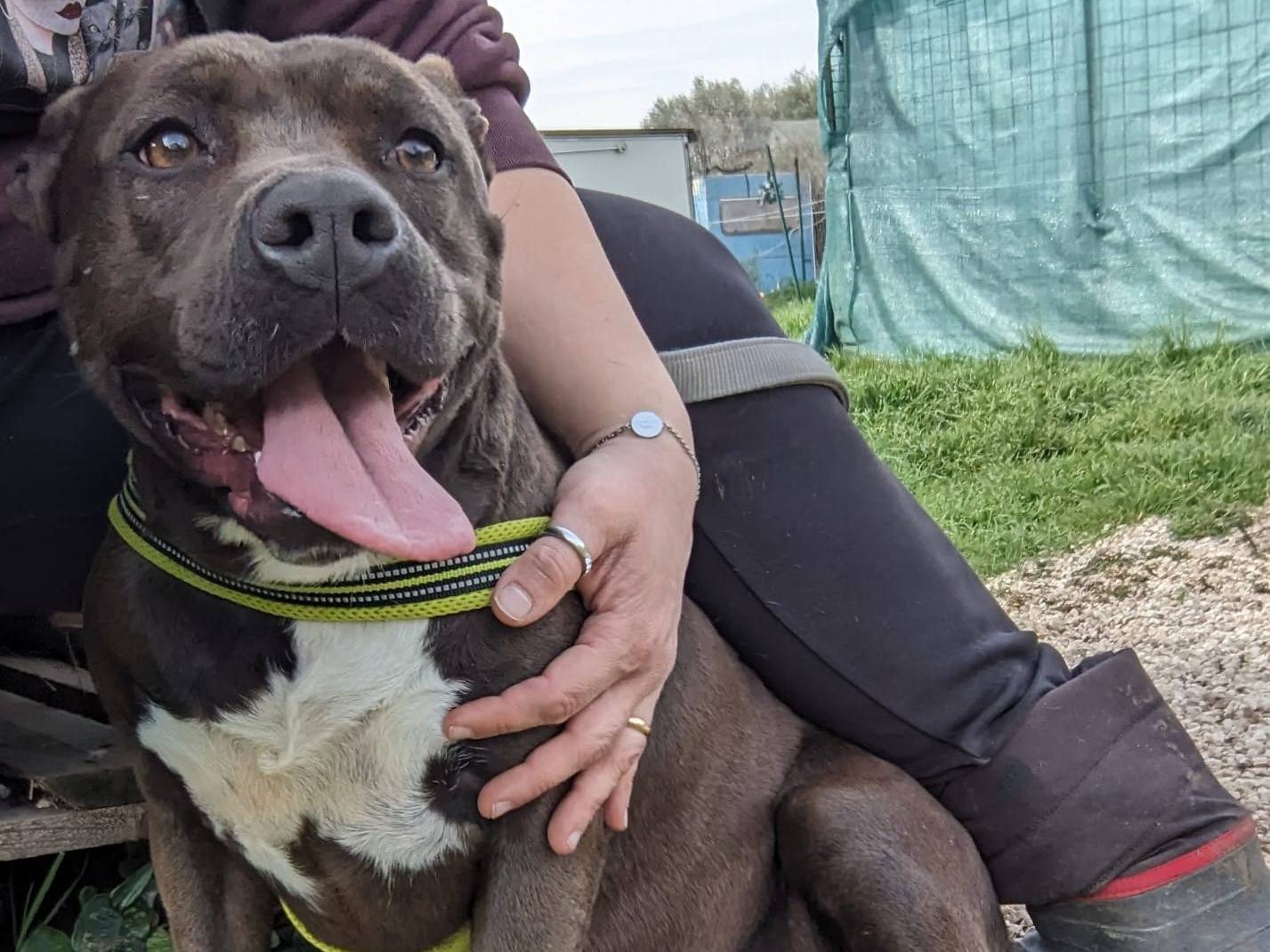 Adotta un cane, taglia media, femmina, Caserta