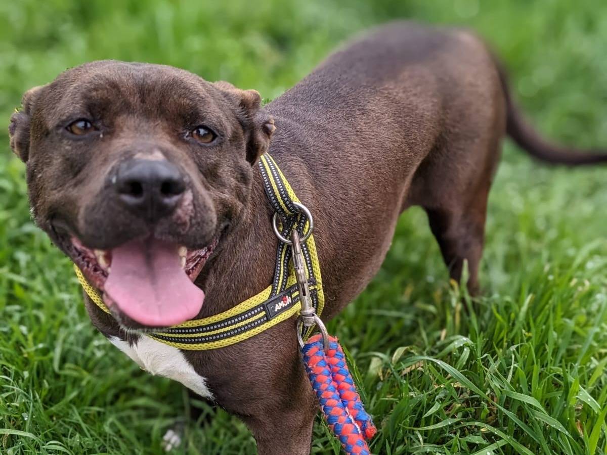 Vuoi adottare un cane a Caserta?