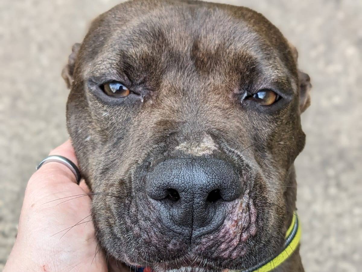 Adotta il cane MILA a Caserta