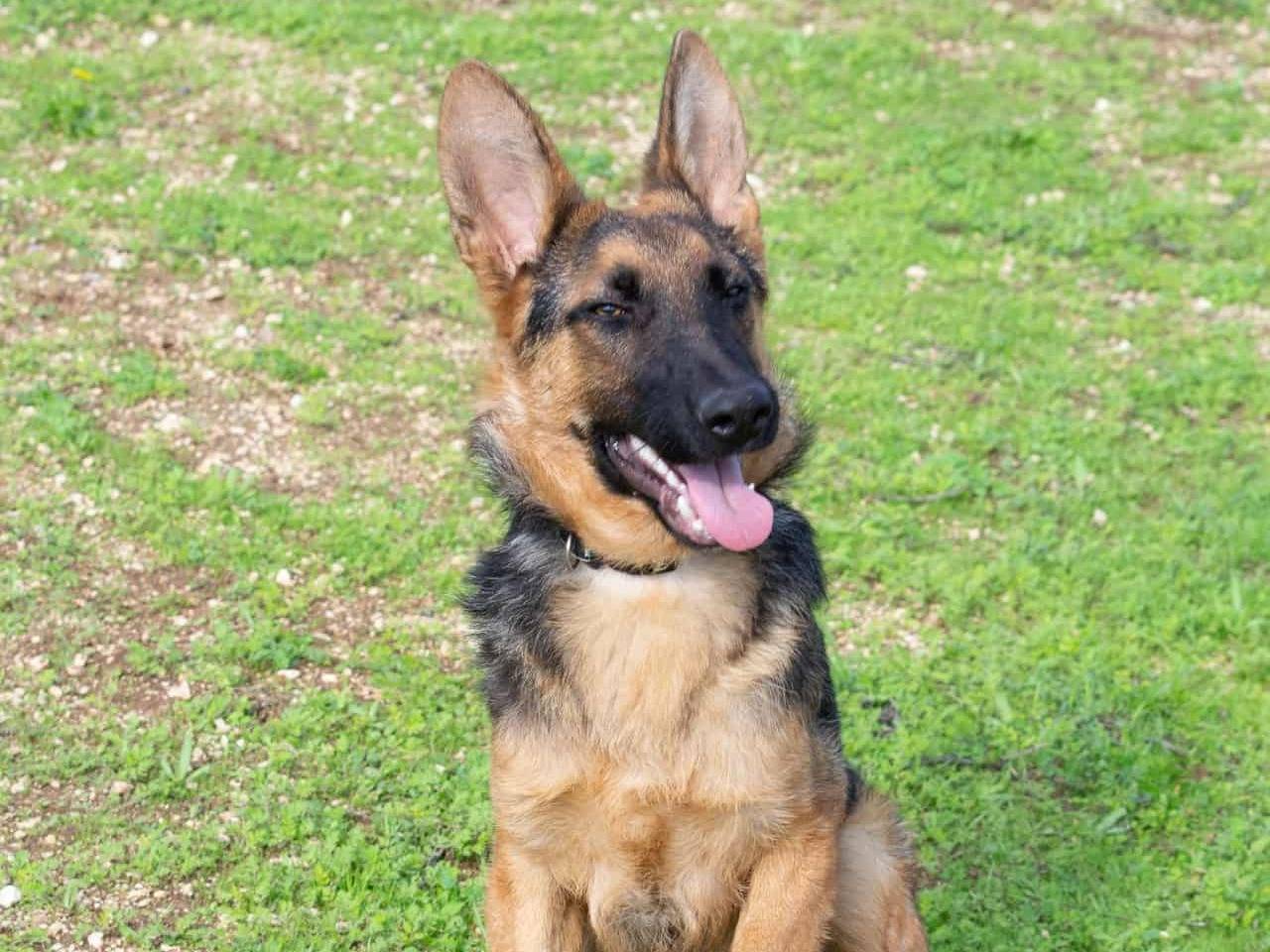 Adozione cane, maschio, Pastore tedesco Razza sconosciuta, 9 mesi, taglia media, Bari