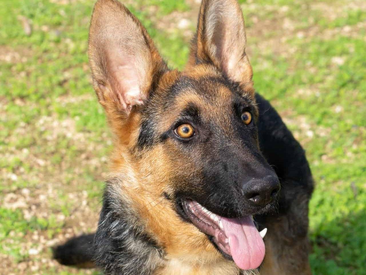 Adotta un cane, maschio, 9 mesi, Bari