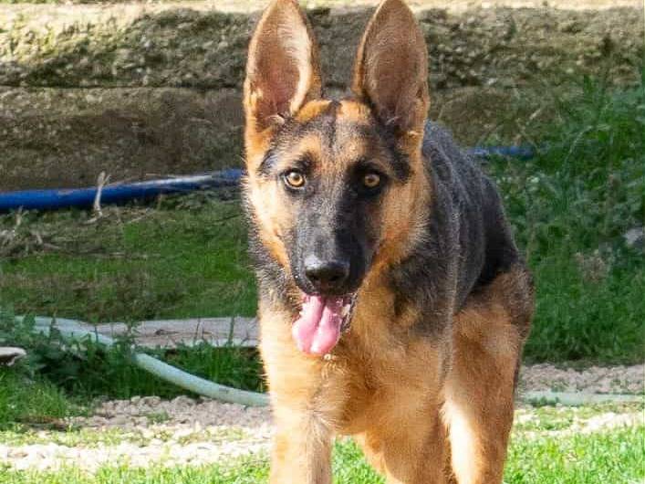 Adotta un cane, taglia media, maschio, Bari