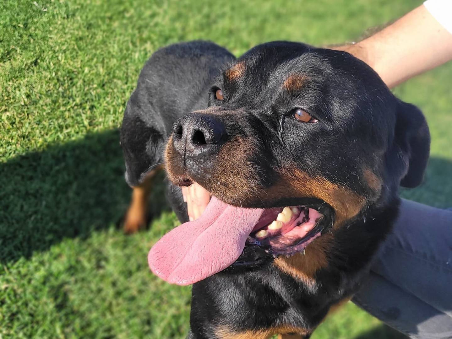 Adozione cane, femmina, Rottweiler Razza sconosciuta, 6 anni e 3 mesi, taglia grande, Latina
