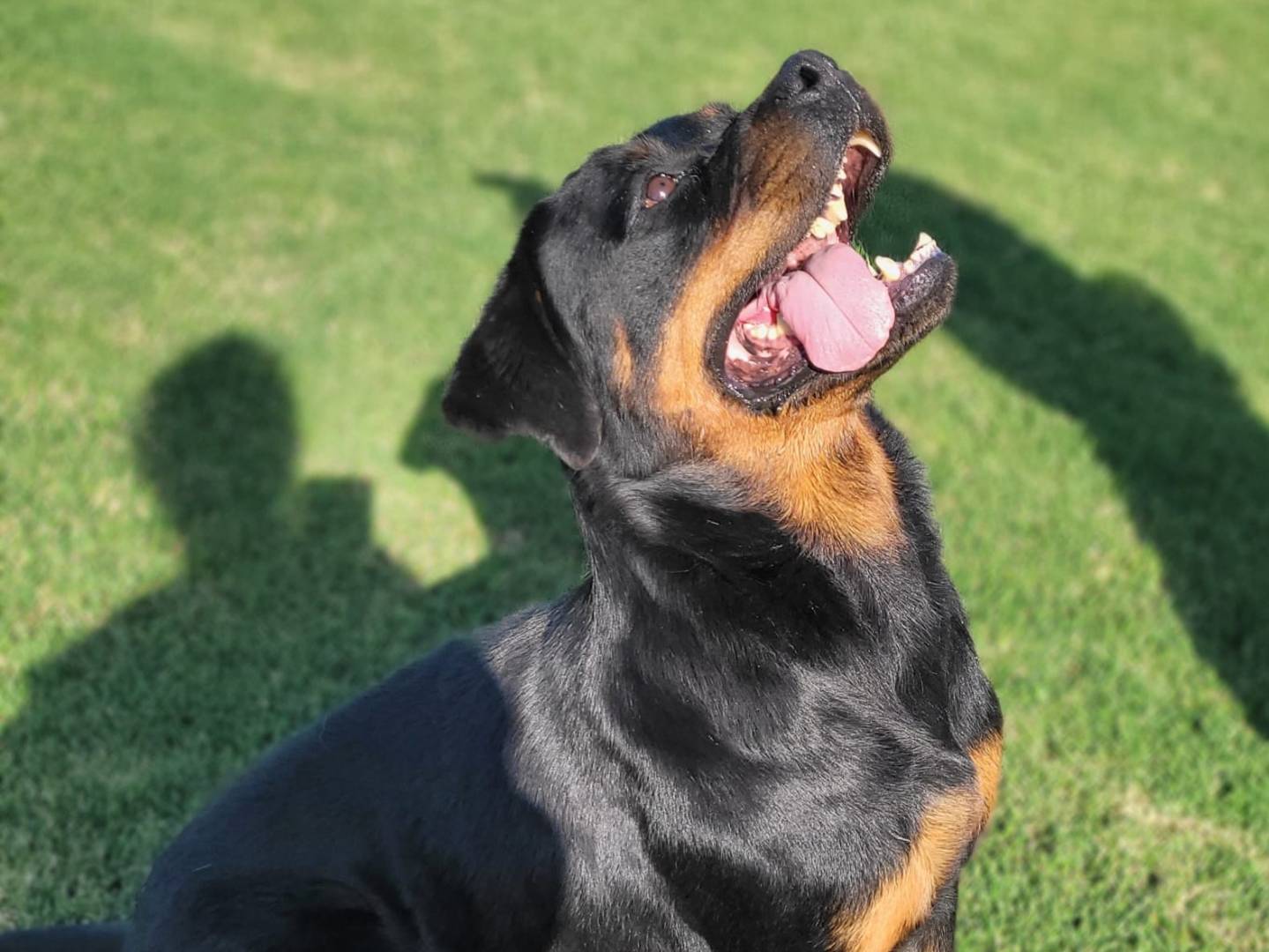 Adotta un cane, femmina, 6 anni e 3 mesi, Latina