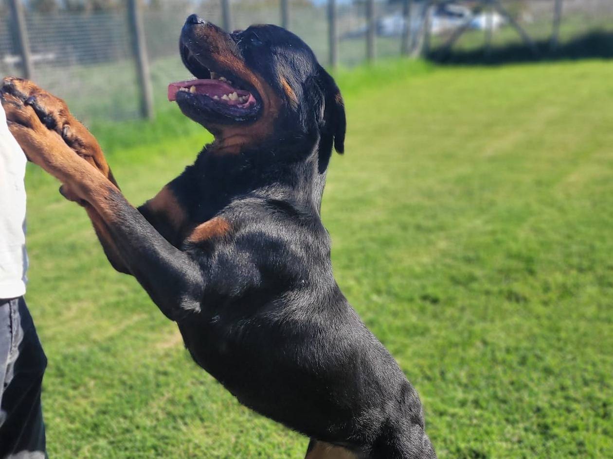 Vuoi adottare un cane a Latina?