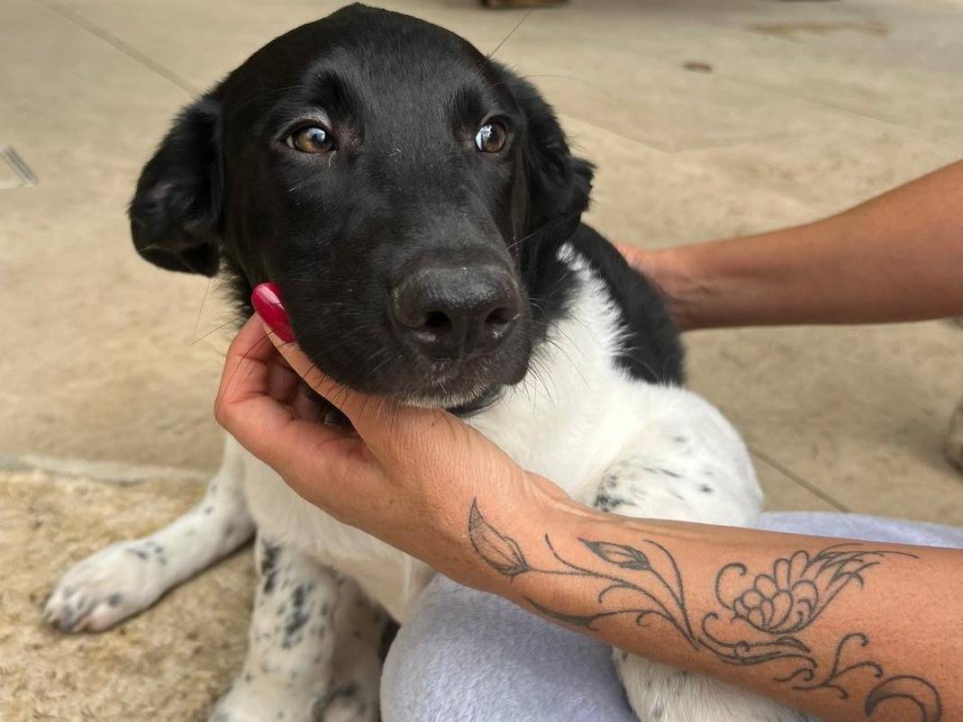 Adozione cane, maschio, Razza sconosciuta Razza sconosciuta, 4 mesi, taglia media, Frosinone