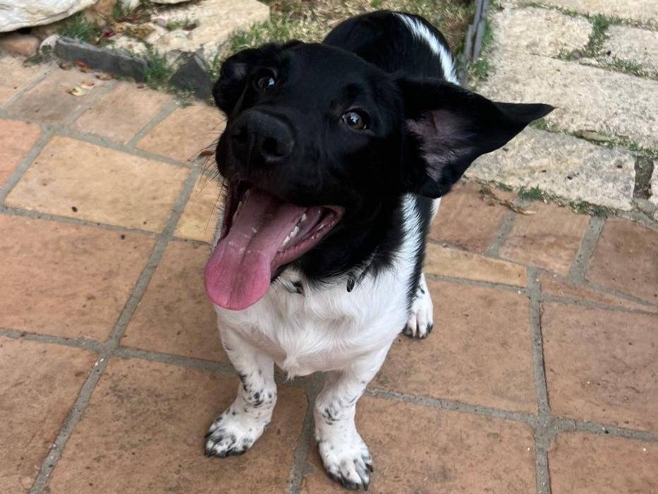 Adotta un cane, maschio, 4 mesi, Frosinone