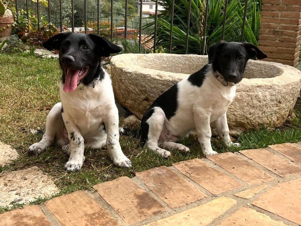 Adotta un cane, taglia media, maschio, Frosinone