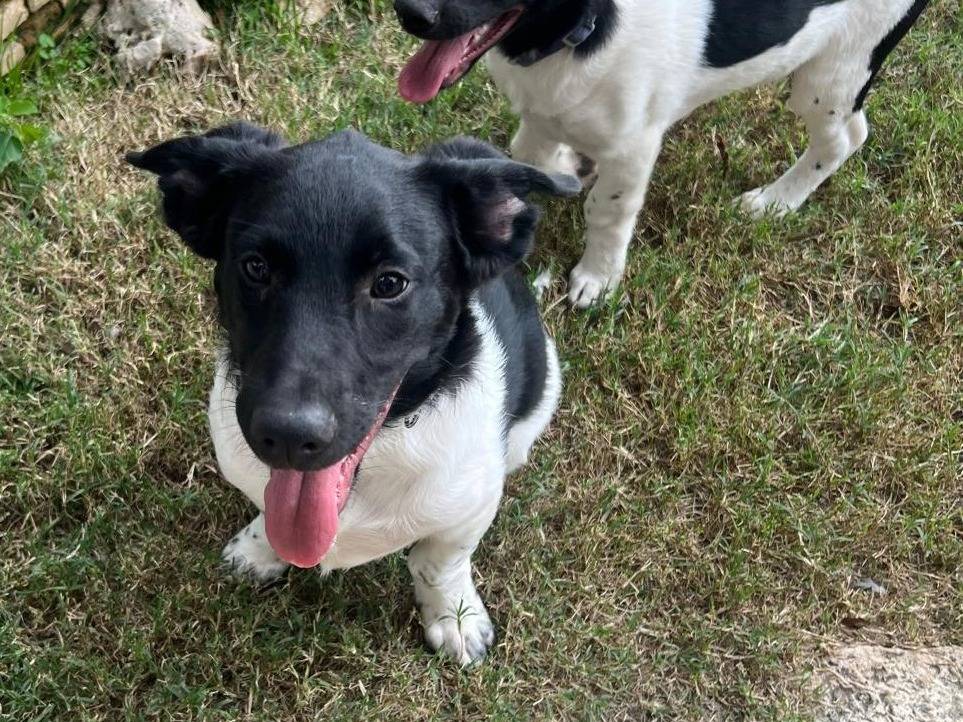 Vuoi adottare un cane a Frosinone?