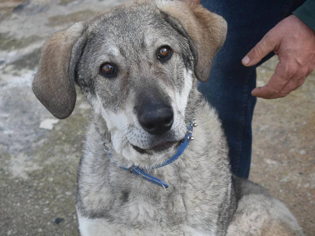 Adozione cane, maschio, Razza sconosciuta Razza sconosciuta, 7 mesi, taglia gigante, Varese