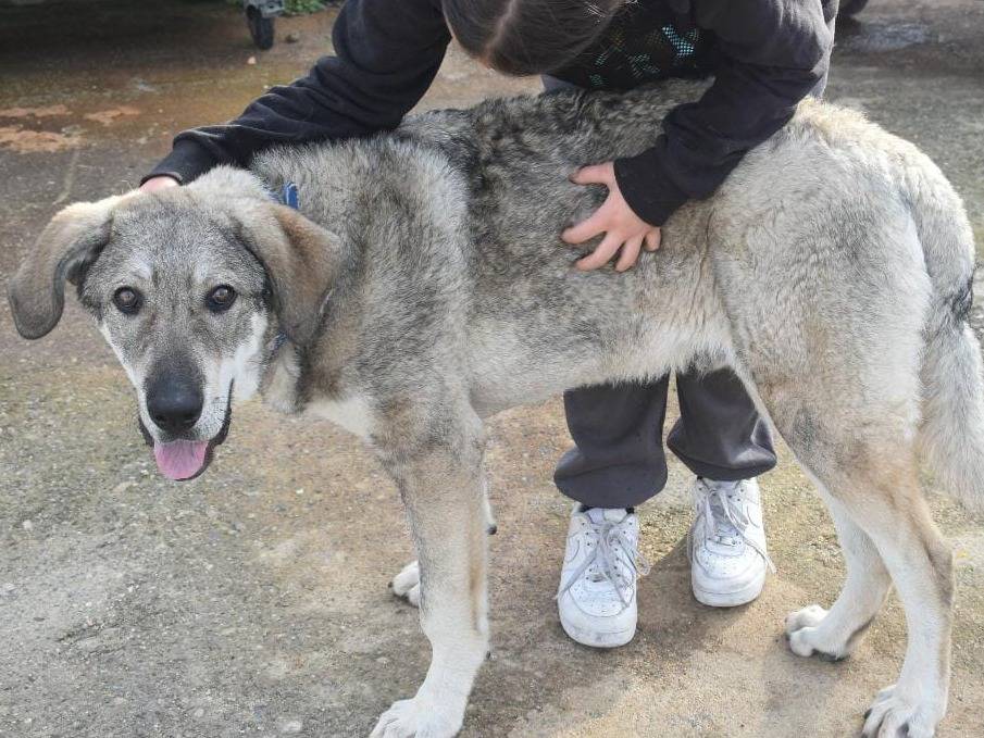 Adotta un cane, maschio, 7 mesi, Varese