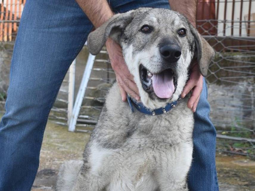 Adotta un cane, taglia gigante, maschio, Varese