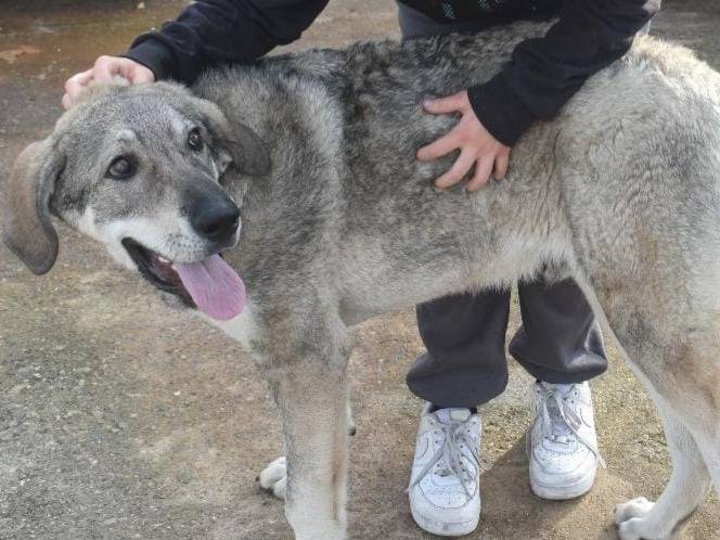 Vuoi adottare un cane a Varese?