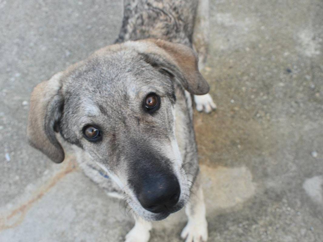 Adotta il cane UNA MAMMA PER BALU a Varese