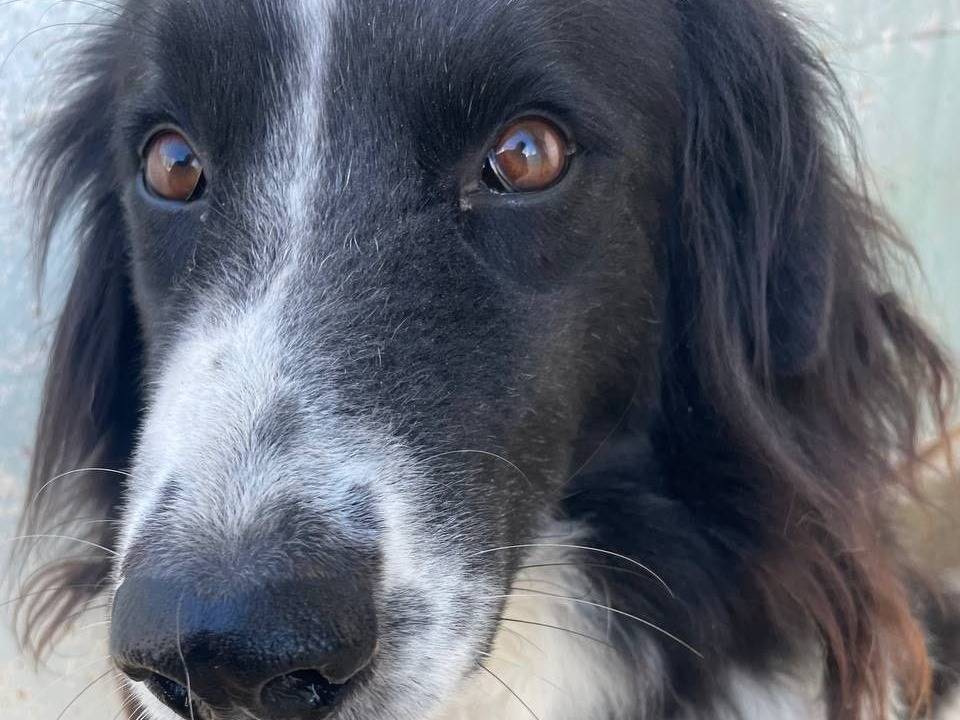 Adozione cane, femmina, Razza sconosciuta Razza sconosciuta, 4 anni e 5 mesi, taglia media, Crotone