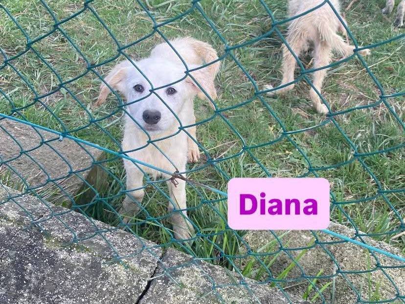 Adozione cane, femmina, Razza sconosciuta Razza sconosciuta, 5 mesi, taglia media contenuta, Avellino